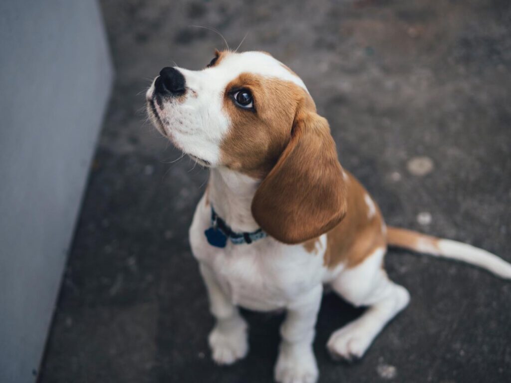 quel chien choisir-beagle