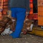 Les Portes Automatiques de Poulailler