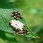 punaises de lit en Île-de-France et paris
